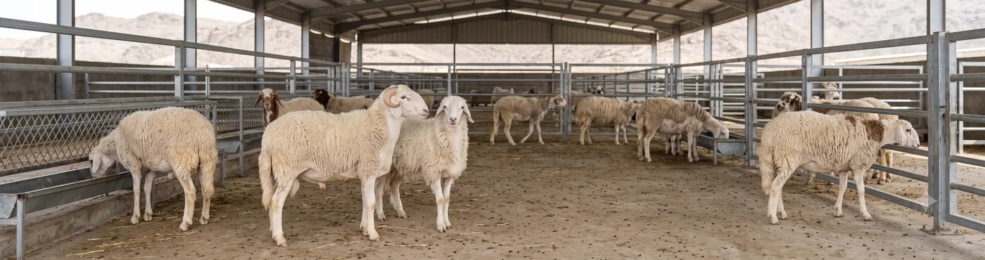 Healthy sheep available for individual and bulk orders in Makkah