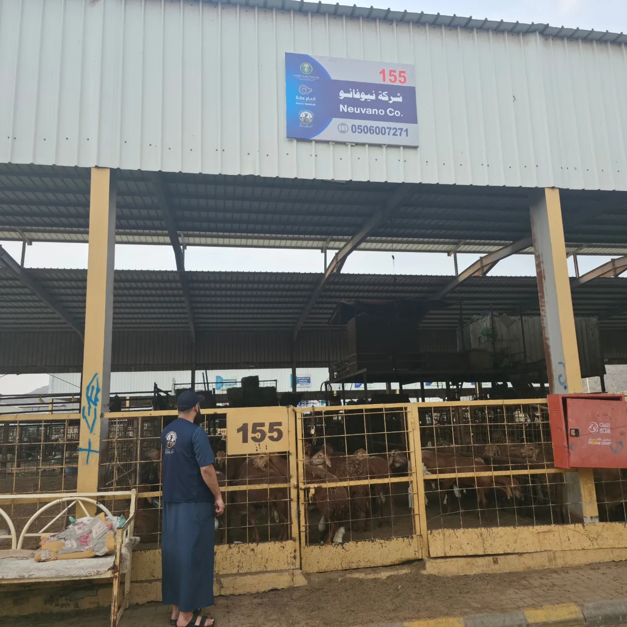 Neuvano Co. pen 155 at the Makkah sheep market