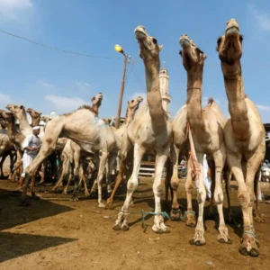 Pay Damm In Makkah by choosing a Camel.