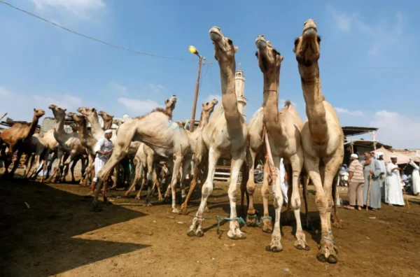 Pay Damm In Makkah by choosing a Camel.